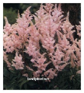 ASTILBE x japonica 'Peach Blossom'